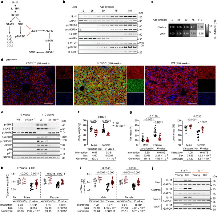 원문 그림 Fig. 1: Inhibition of IL-11 signalling extends mammalian healthspan and lifespan