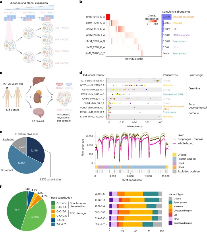 원문 그림 Fig. 1: Mitochondrial clonal mosaicism encodes a biphasic molecular clock of aging