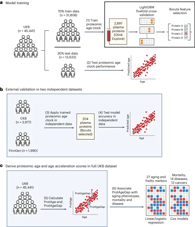 원문 그림 Fig. 1: Proteomic aging clock predicts mortality and risk of common age-related diseases in diverse populations