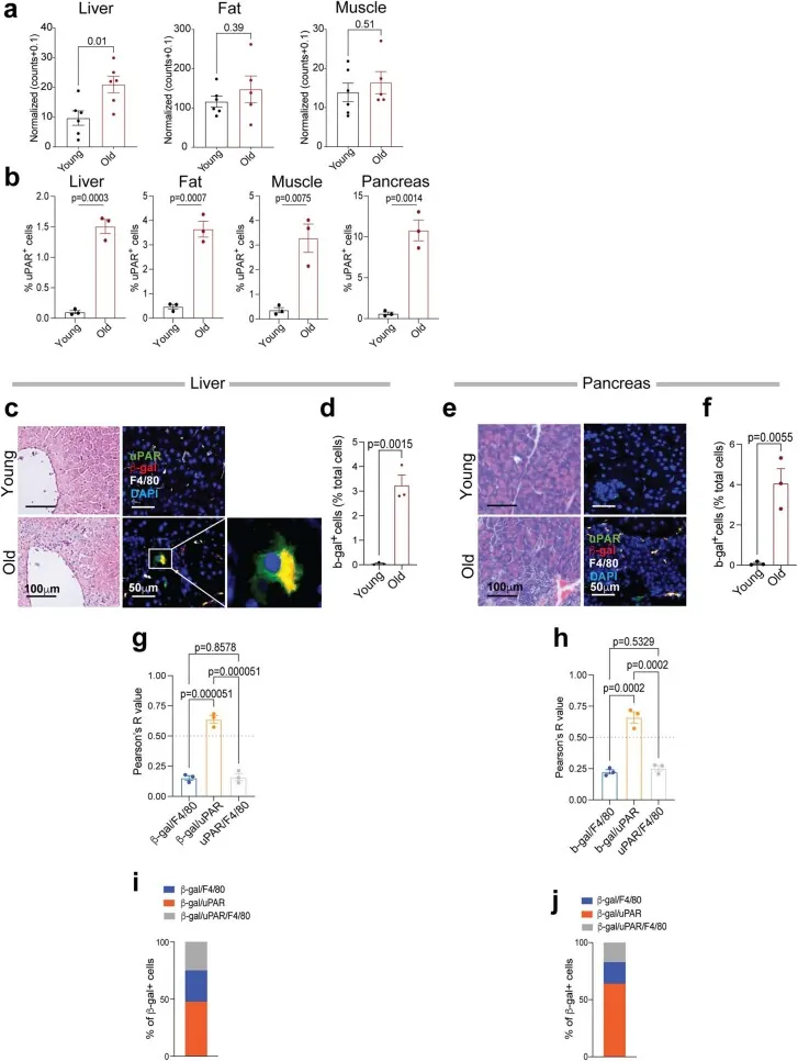 원문 그림 Extended Data Fig. 1: Prophylactic and long-lasting efficacy of senolytic CAR T cells against age-related metabolic dysfunction