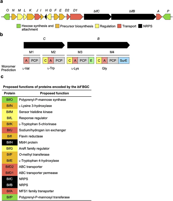 원문 그림 1: Discovery and Biosynthesis of the Novel Glycotetrapeptide Antibiotic Biffamycin A