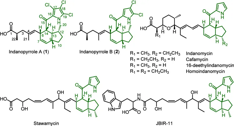 원문 그림 Chart 1: Pattern-Based Genome Mining Guides Discovery of the Antibiotic Indanopyrrole A from a Marine Streptomycete