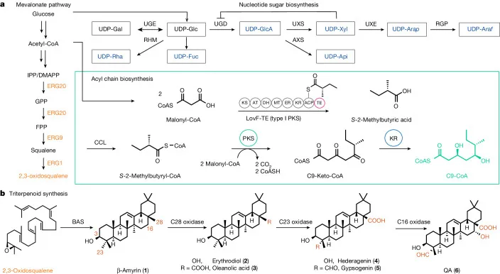 원문 그림 Fig. 1: Complete biosynthesis of QS-21 in engineered yeast