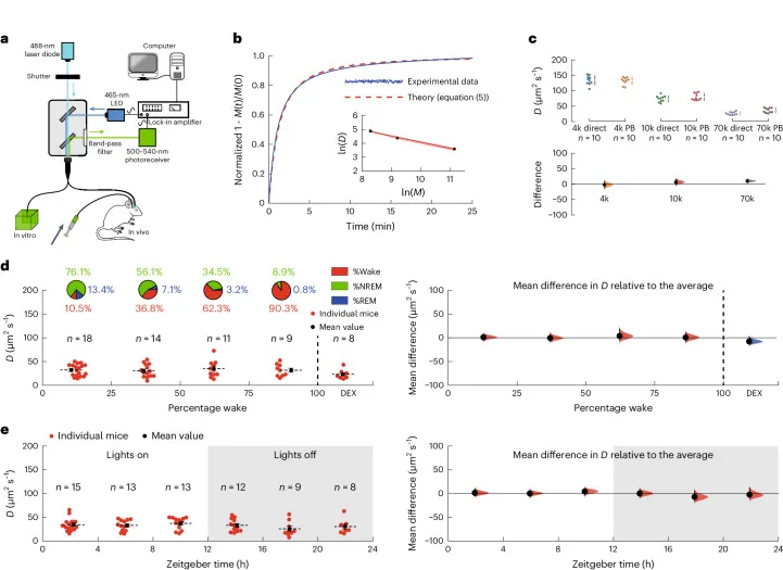 원문 그림 Fig. 1: Brain clearance is reduced during sleep and anesthesia