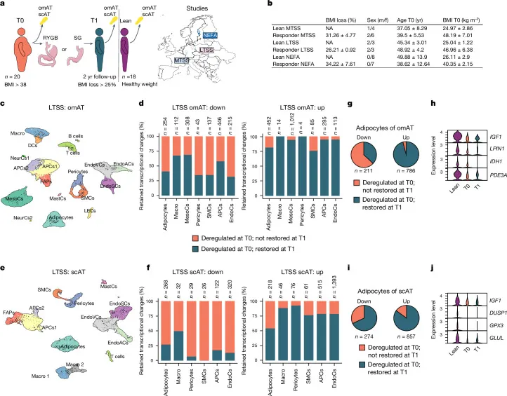 원문 그림 Fig. 1: Adipose tissue retains an epigenetic memory of obesity after weight loss
