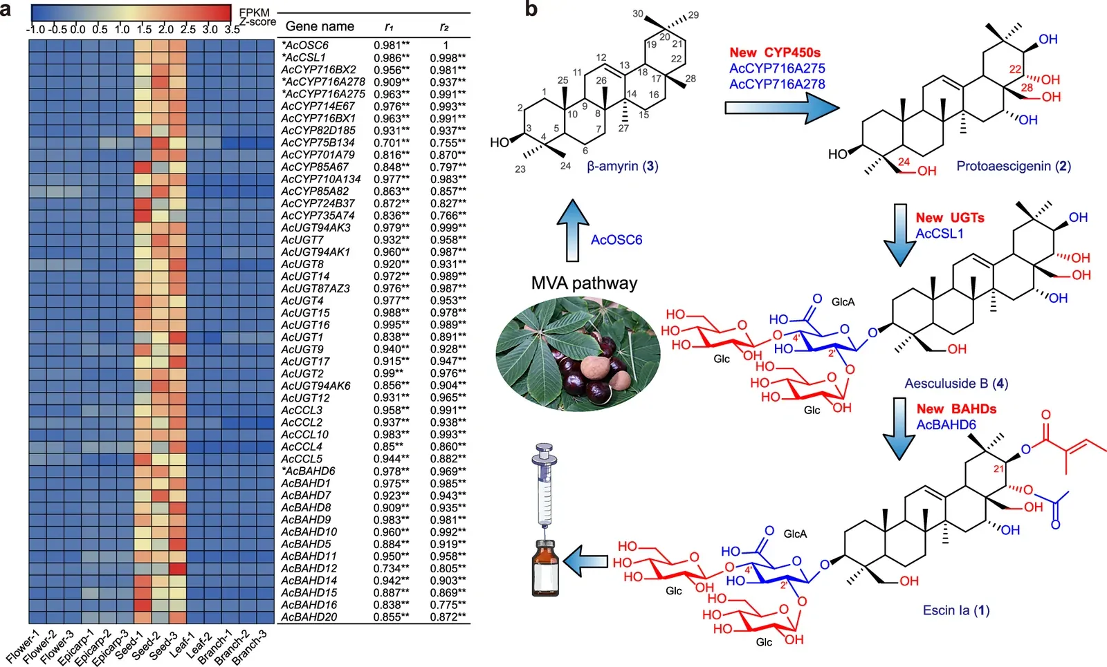 원문 그림 Fig. 1: Complete biosynthesis of the clinical agent escin Ia
